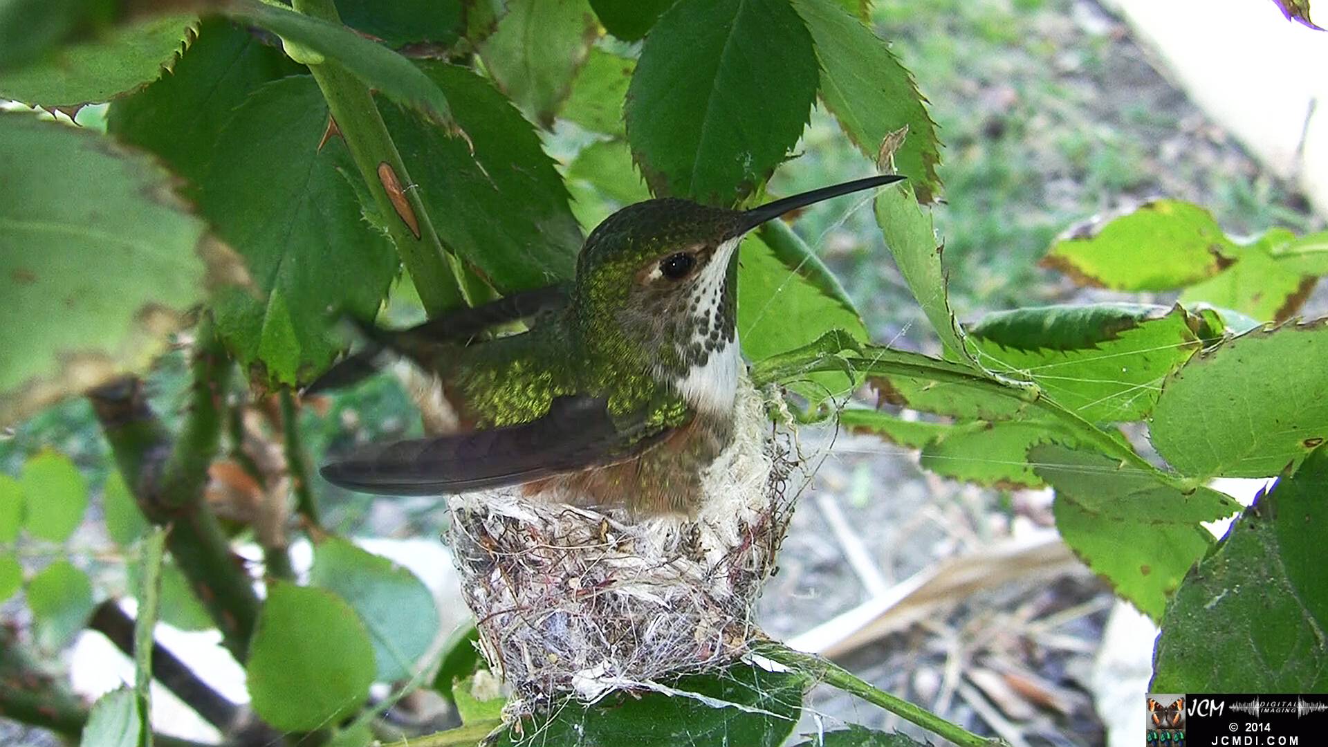 Allen's Hummingbird Nest